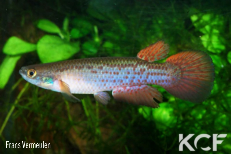 Cynodonichthys pivijay  male adulte 