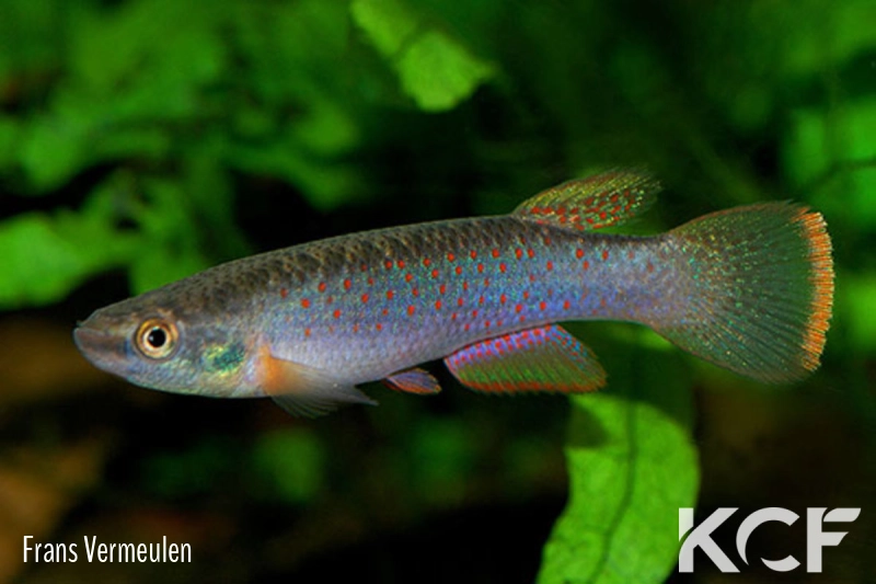 Cynodonichthys ribesrubrum  male adulte 