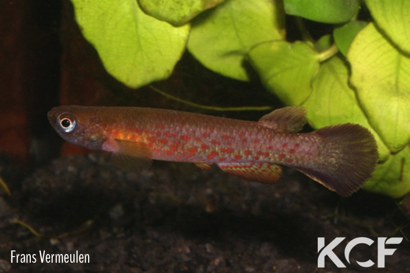 Cynodonichthys rubripunctatus Isla Bastimentos PT 2001 male adulte 