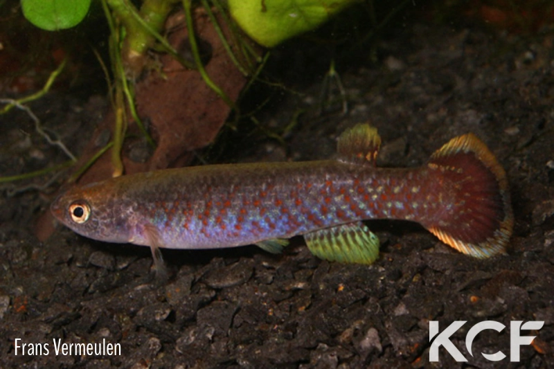 Cynodonichthys siegfriedi Palma Norte male adulte 