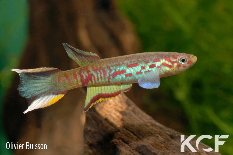 Aphyosemion sp. Wézé GLC 14 male adulte 