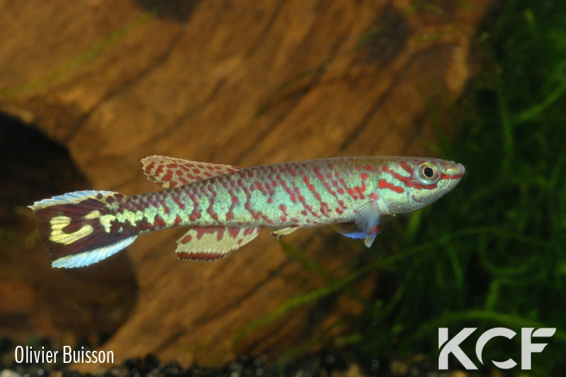 Aphyosemion splendidum Mbielem BLLMC 05-15 male adulte 