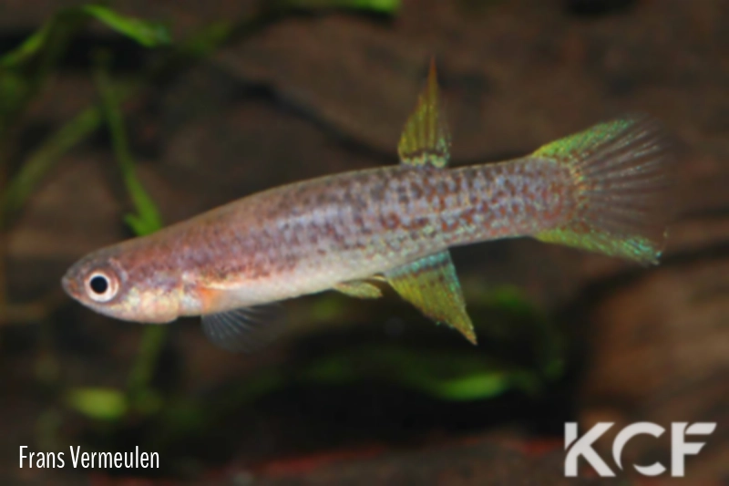 Laimosemion torrenticola Kamarang Upper Mazaruni GUY 95 male adulte 