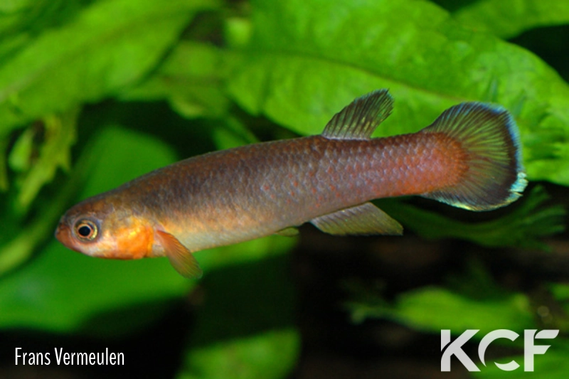 Cynodonichthys uroflammeus PBS 00-02 male adulte 