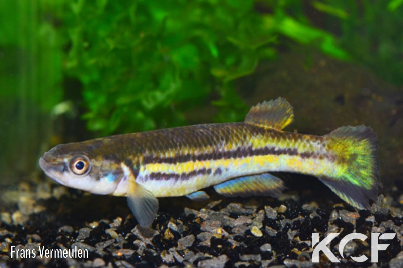 Cynodonichthys weberi PAN 09-28 male adulte 