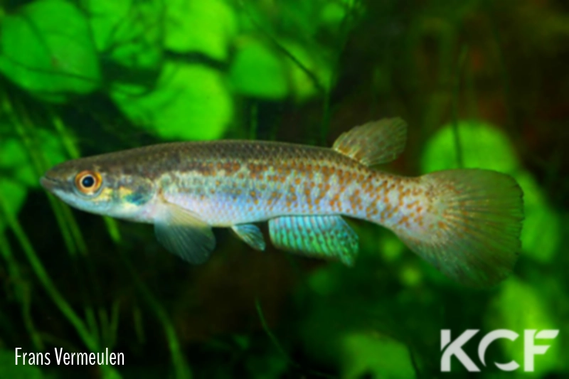 Cynodonichthys xi  male adulte 