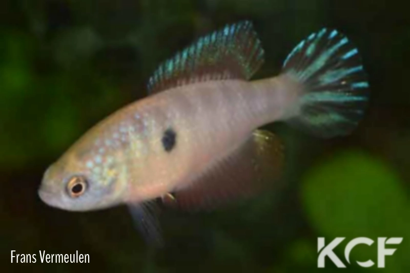 Hypsolebias radiosus  male adulte 