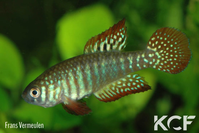 Simpsonichthys zonatus  male adulte 