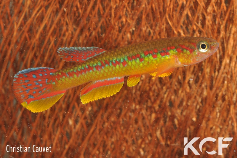 Aphyosemion wachtersi Zanaga-Mikougi FCCO 13-01 male adulte 