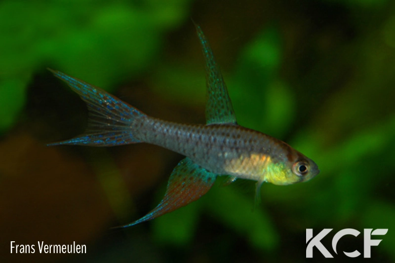 Terranatos dolichopterus Isla Raton upper Orinoco RDB 92-22 male adulte 