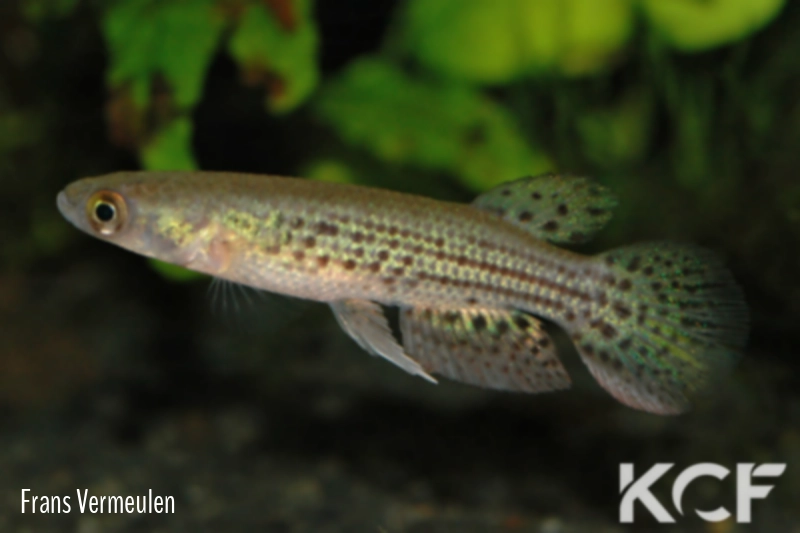 Trigonectes balzanii Pozo del Tigre KCA 03-20 male adulte 