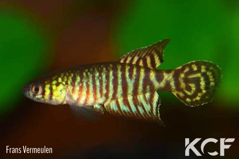 Xenurolebias pataxo  male adulte 