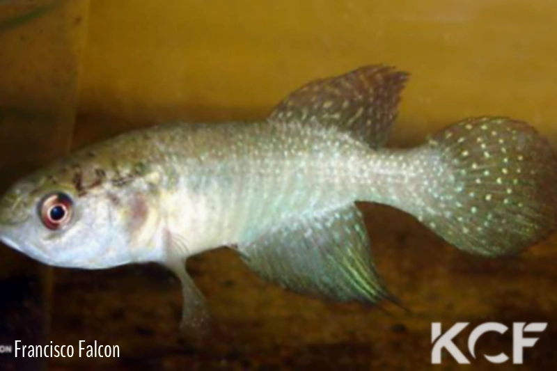 Cynolebias altus  male adulte 