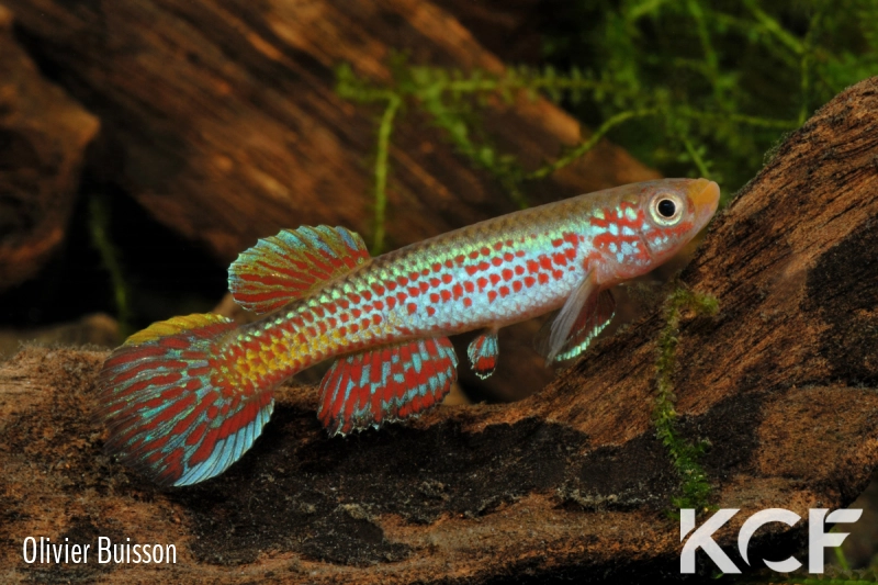 Aphyosemion amoenum Makek ABDK 10-425 male adulte 