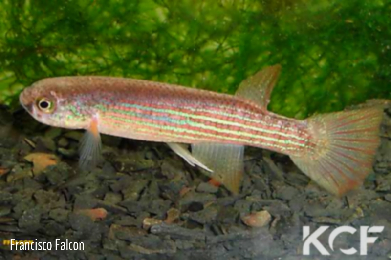 Laimosemion aff. altivelis  male adulte 