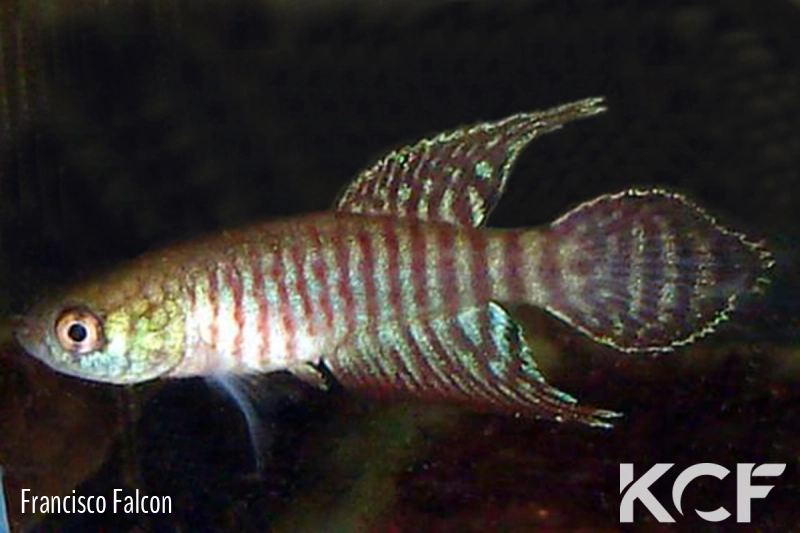 Xenurolebias myersi  male adulte 