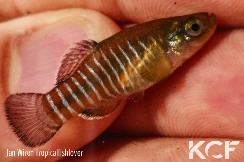 Aphanius farsicus Barm-e-Shur Spring - Lake Maharlu male adulte 