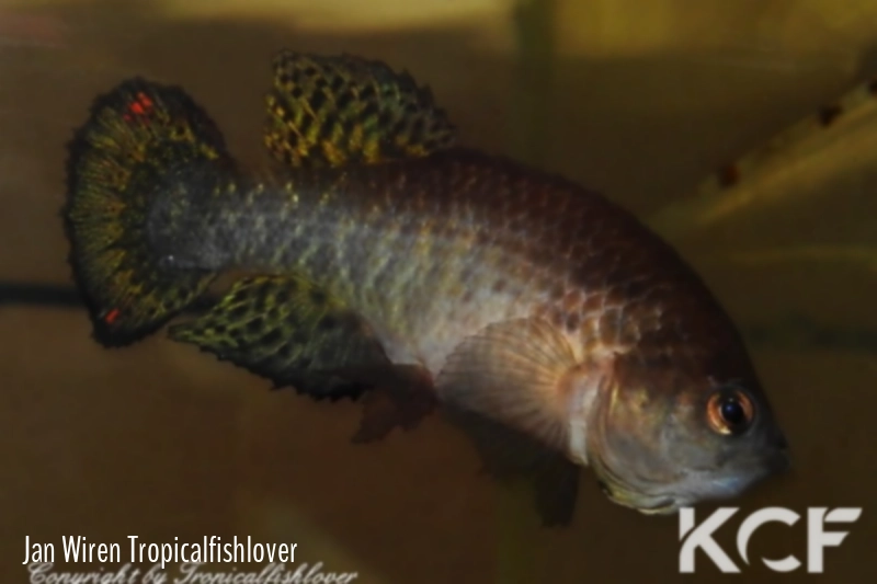 Austrofundulus leohoignei  male adulte 