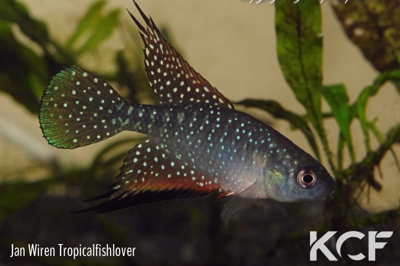 Hypsolebias faouri Prazeres male adulte 