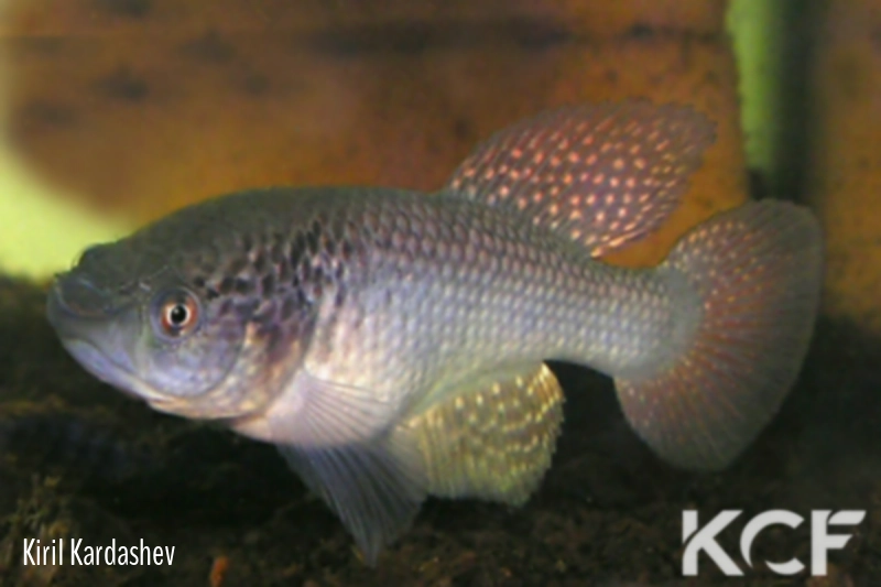 Cynolebias griseus  male adulte 