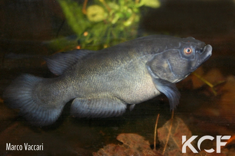 Austrolebias elongatus  male adulte 