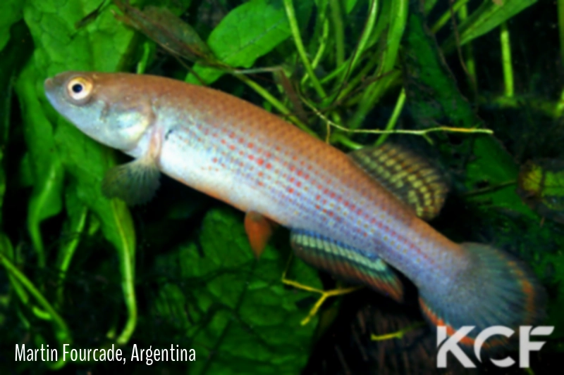 Neofundulus paraguayensis  male adulte 