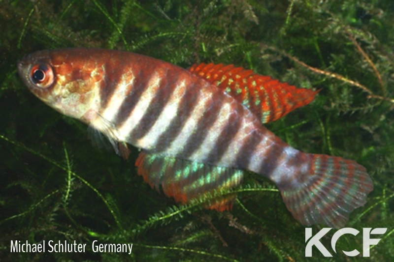 Hypsolebias delucai  male adulte 