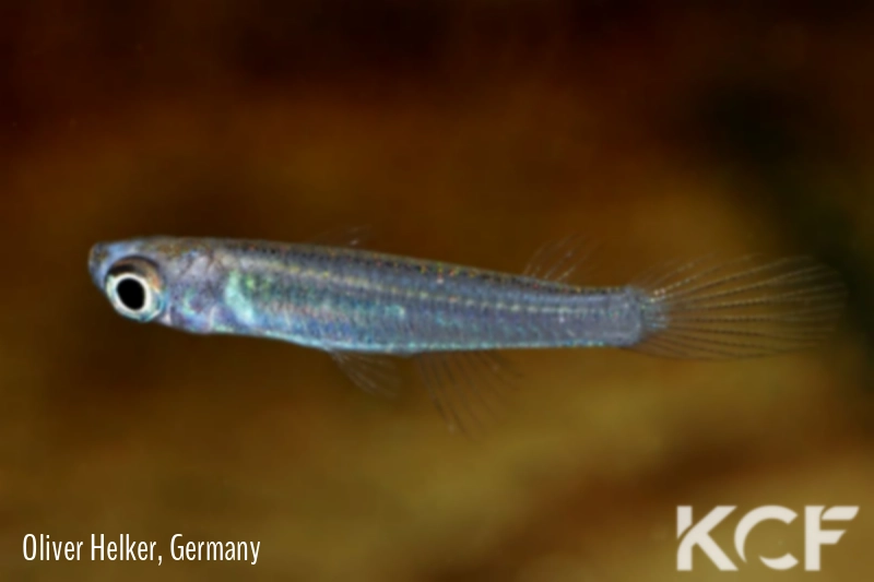 Fluviphylax obscurum  male adulte 