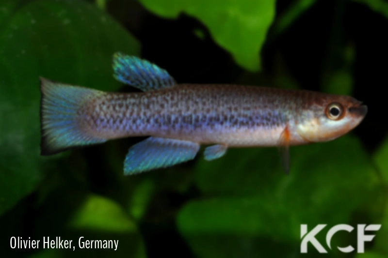 Laimosemion lyricauda Isla Anatoly GR 06 male adulte 