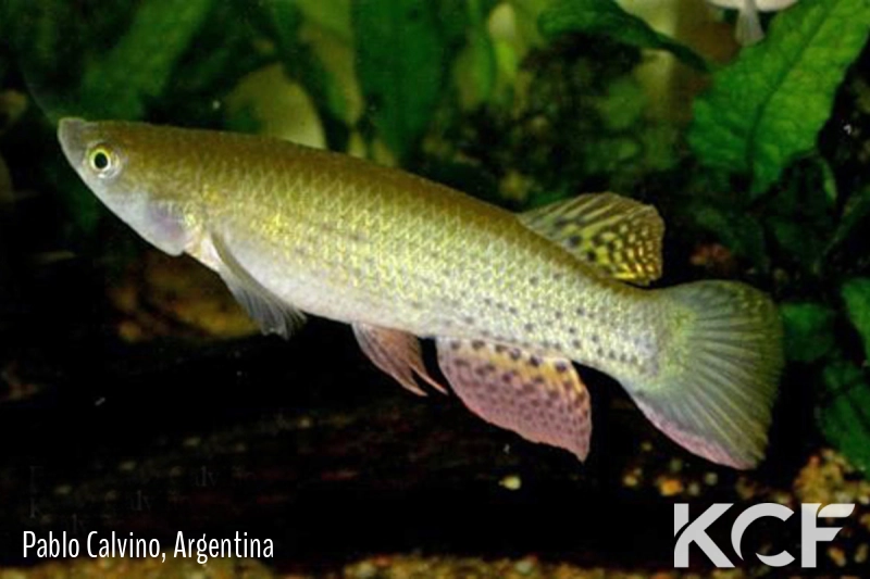 Trigonectes aplocheiloides  male adulte 