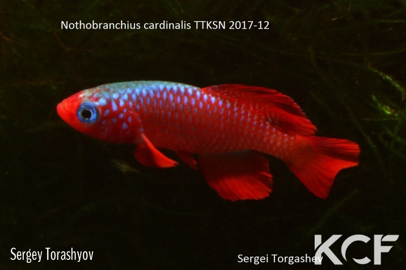 Nothobranchius cardinalis TTKSN 17-12 male adulte 