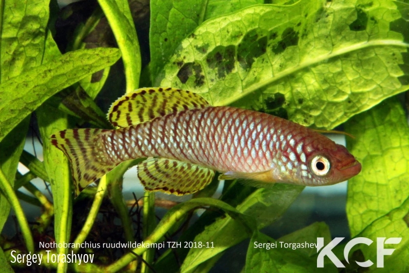 Nothobranchius ruudwildekampi Mbezi River TZH 18-11 male adulte 