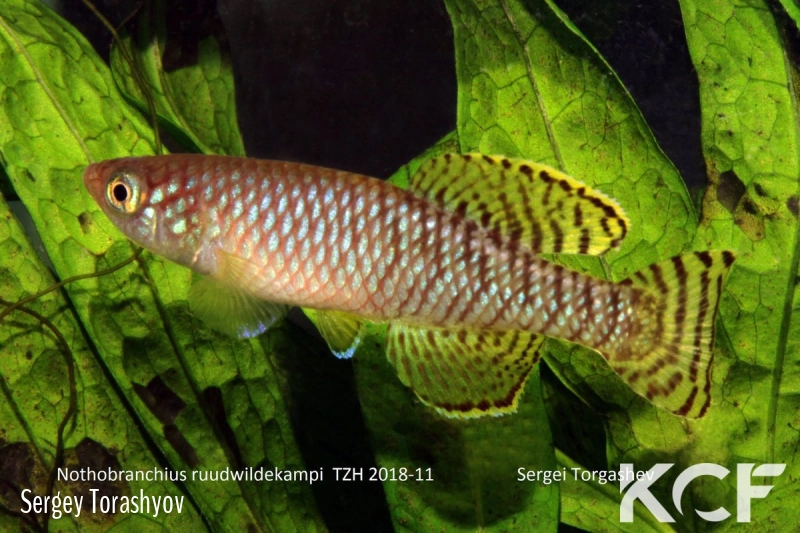 Nothobranchius ruudwildekampi Mbezi River TZH 18-11 male adulte 