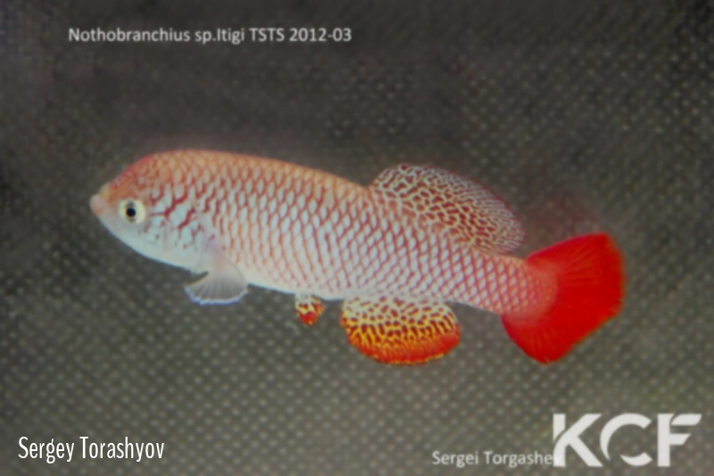 Nothobranchius itigiensis Itigi TSTS 12-03 male adulte 
