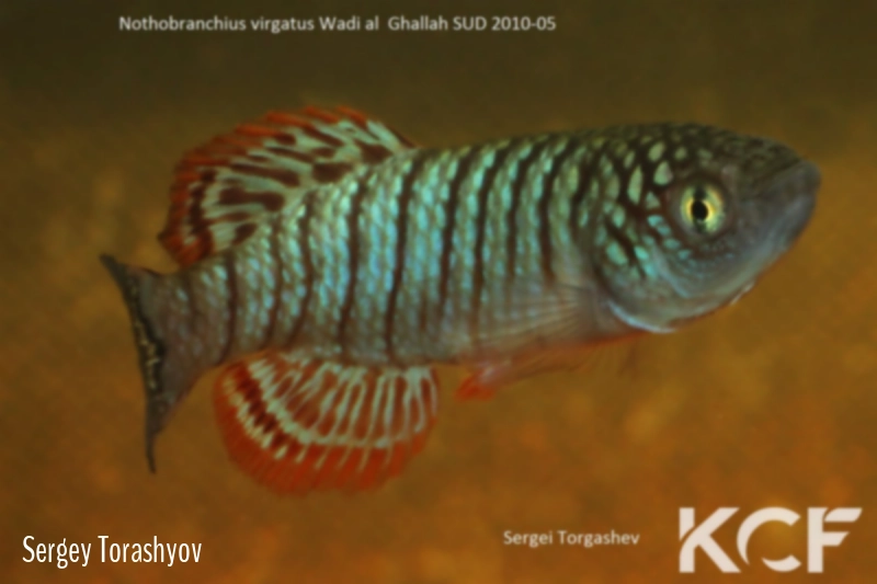 Nothobranchius virgatus Wadi al Gallah SD 10-05 male adulte 