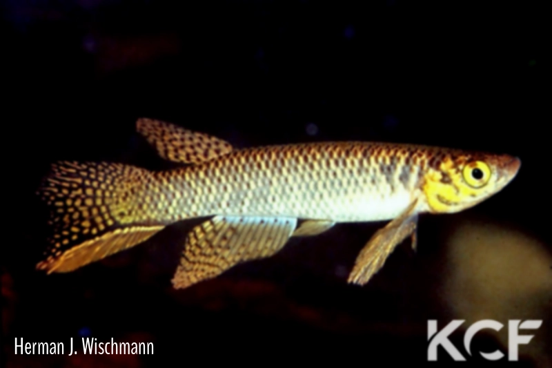 Aphyolebias wischmanni  male adulte 