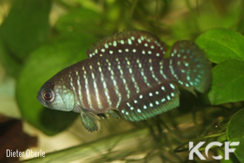 Austrolebias litzi Rio Arenal male adulte 