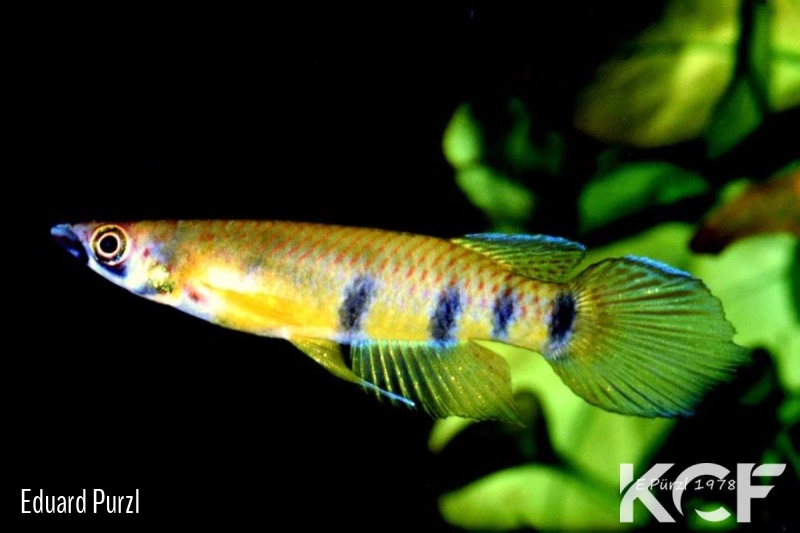 Epiplatys etzeli Bonoua male adulte 