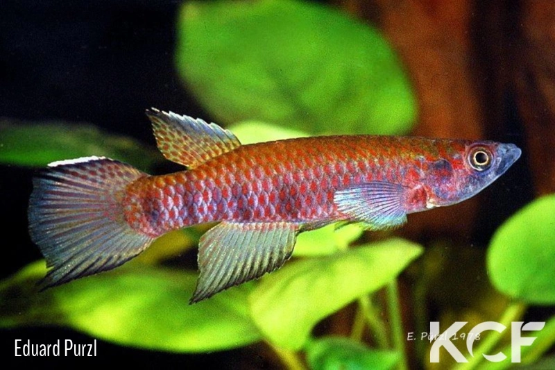 Epiplatys schreiberi Awaso male adulte 