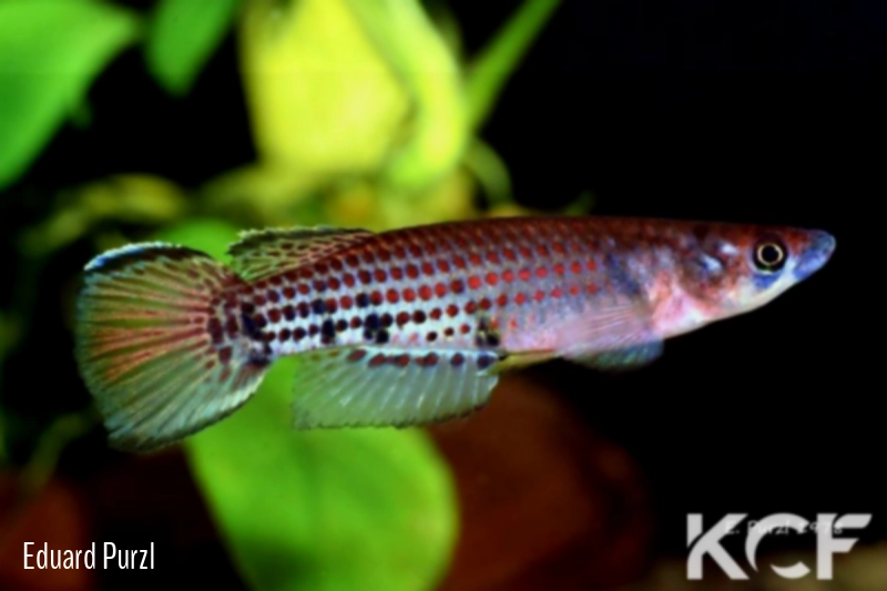 Epiplatys sheljuzhkoi Bonoua male adulte 