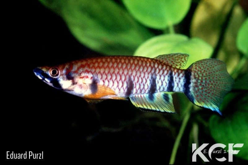 Epiplatys dageti dageti Tabou male adulte 