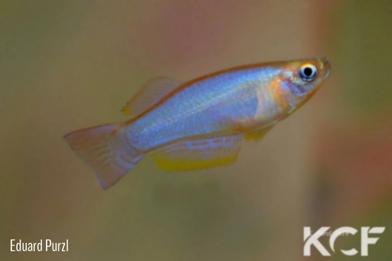 Procatopus cf. nototaenia Okitipupa CIIR 18 male adulte 