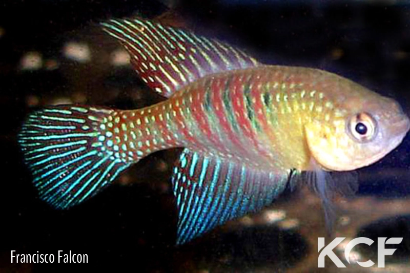 Hypsolebias fulminantis Bom Jesus Da Lapa male adulte 