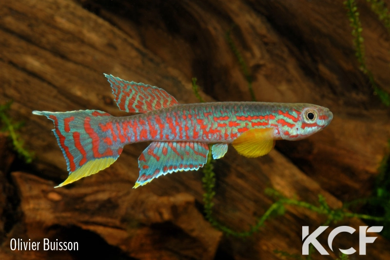 Aphyosemion campomaanense PK14 Campo Maán National Park ABK 07-181 male adulte 