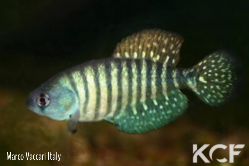 Austrolebias charrua Ruta 18 Saint Luis male adulte 