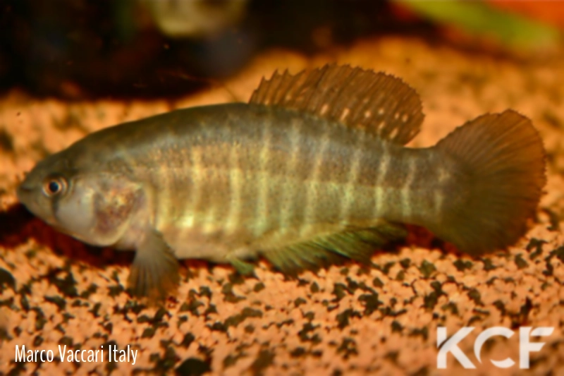 Austrolebias cheradophilus Ruta 18 Saint Luis male adulte 