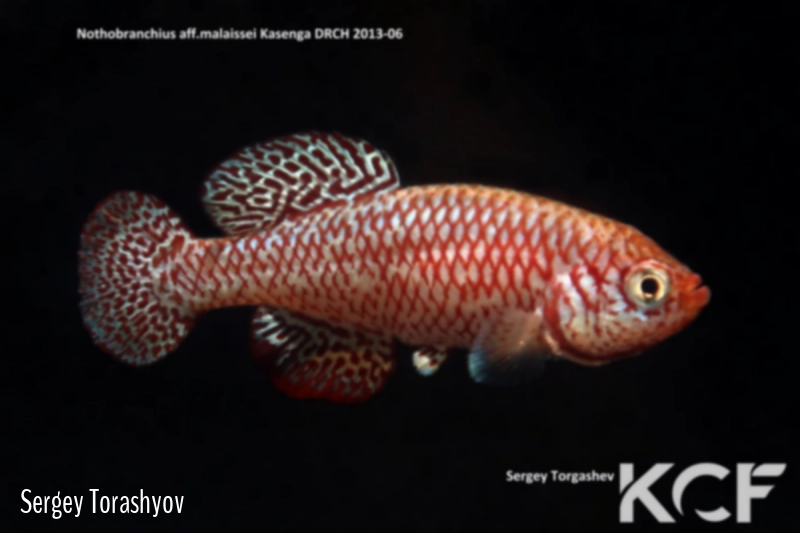 Nothobranchius aff. malaissei Kasenga DRCH 13-06 male adulte 