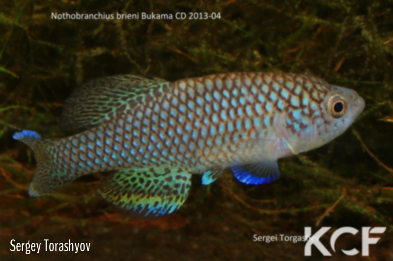Nothobranchius brieni Bukama CD 13-04 male adulte 