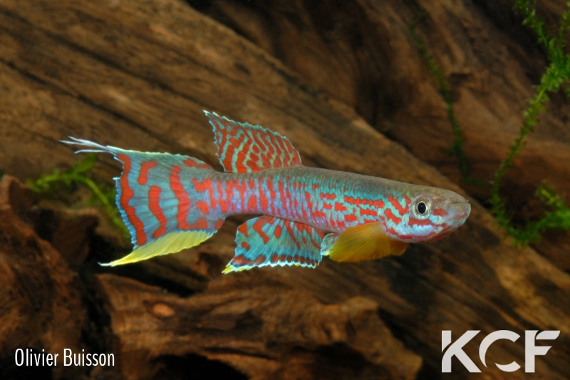 Aphyosemion campomaanense PK14 Campo Maán National Park ABK 07-181 male adulte 