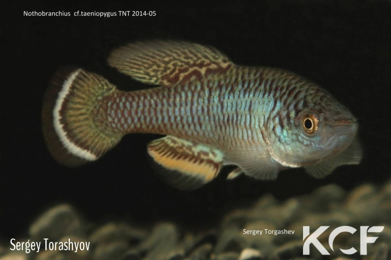 Nothobranchius cf. taeniopygus Mhwala river TNT 14-05 male adulte 